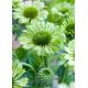 Jeżówka 'Green Jewel' - Echinacea Green Jewel